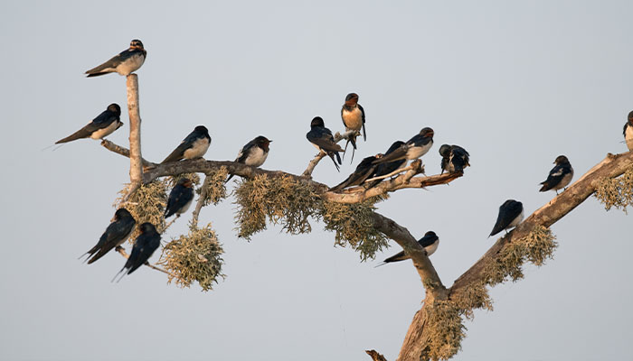 Birds Research Center and Resort