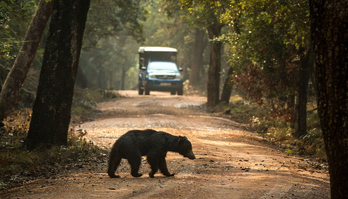 Exciting Jeep Safari