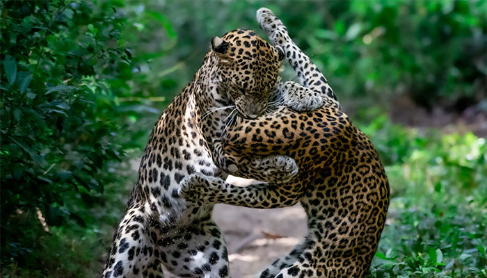 Wilpattu National Park