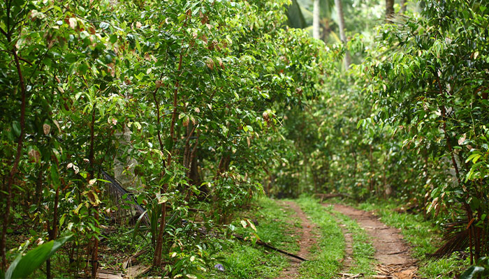 Matale Spice Gardens