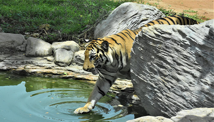 Ridiyagama Safari Park