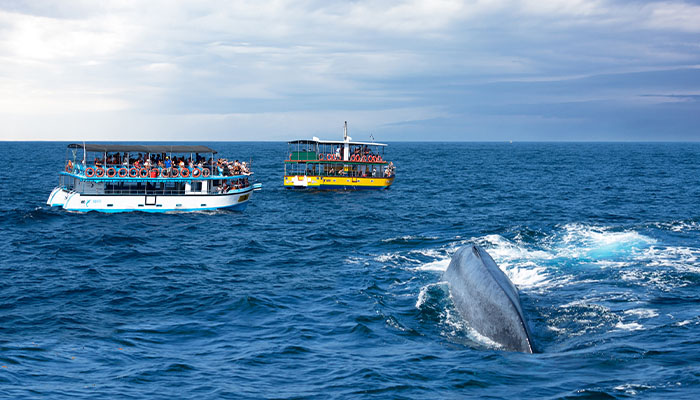 Whale Watching in Mirissa